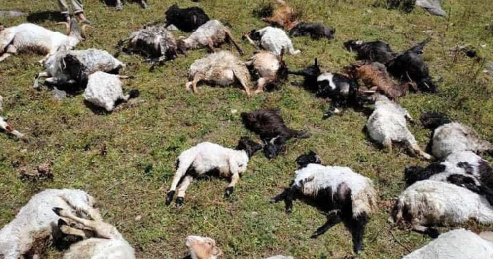 जुम्लामा चट्याङ लागेर २१ वटा भेडाबाख्रा मरे