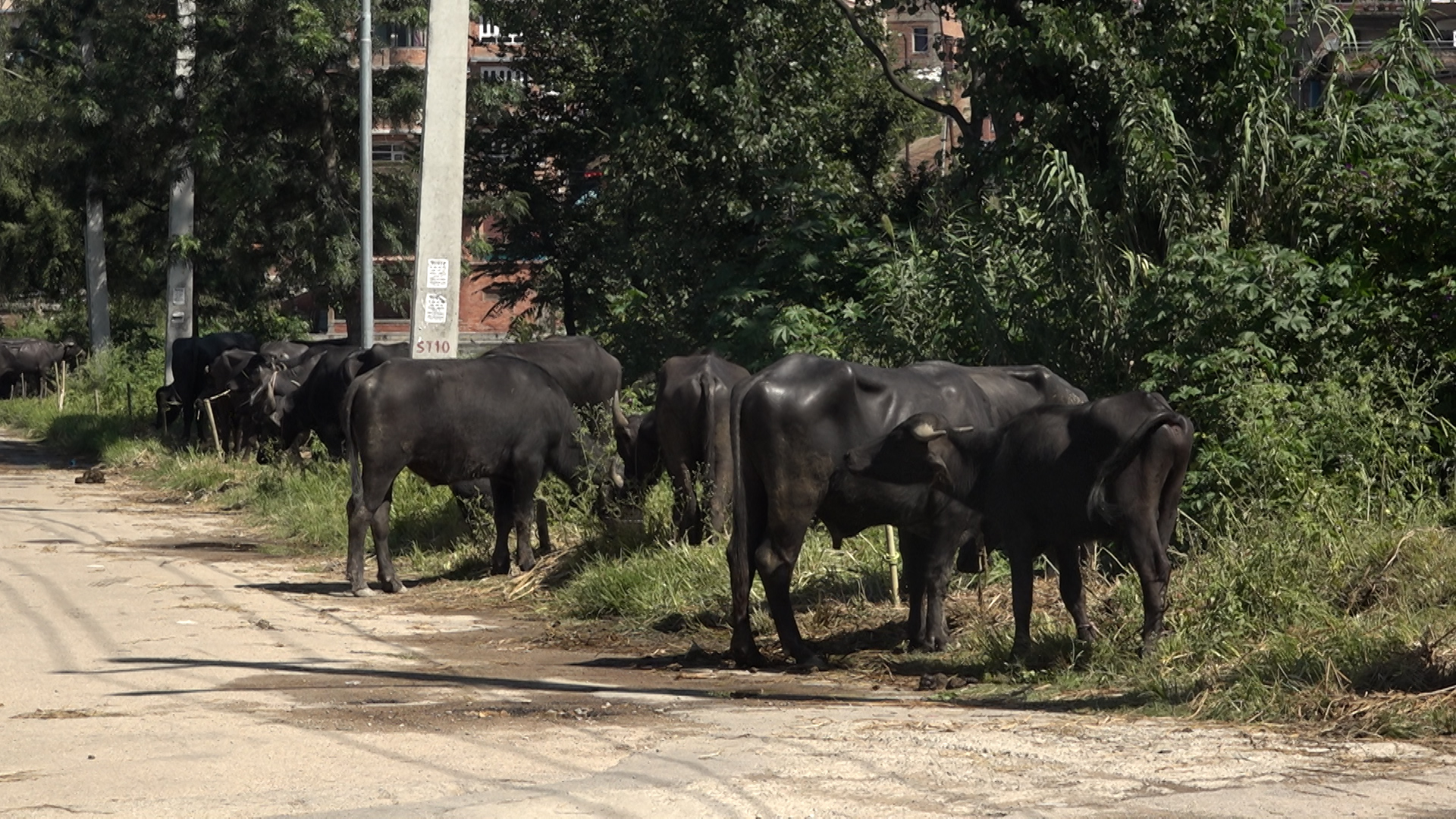 भक्तपुरमा राँगाको बजार : ९० हजारदेखि एक लाखसम्मका राँगा रोजाइमा