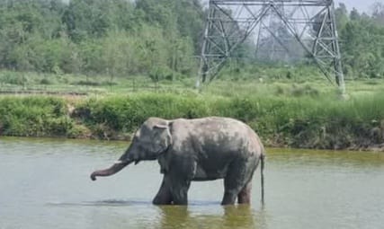 ‘यमगज’ नामक हात्तीले दुःख दिएको गुनासो