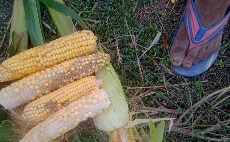 मकैको बीउमा कमिसनको चलखेल, घोघा नलागेपछि किसानले मागे क्षतिपूर्ति
