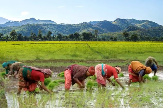 मधेश प्रदेशमा असारमै खडेरीः करीब ३४ प्रतिशत मात्रै धान रोपाई