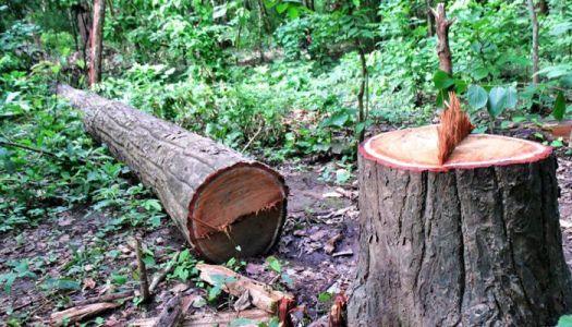 पूर्व–पश्चिम राजमार्ग विस्तारका लागि महोत्तरीमा ६ हजार रुख काटिने