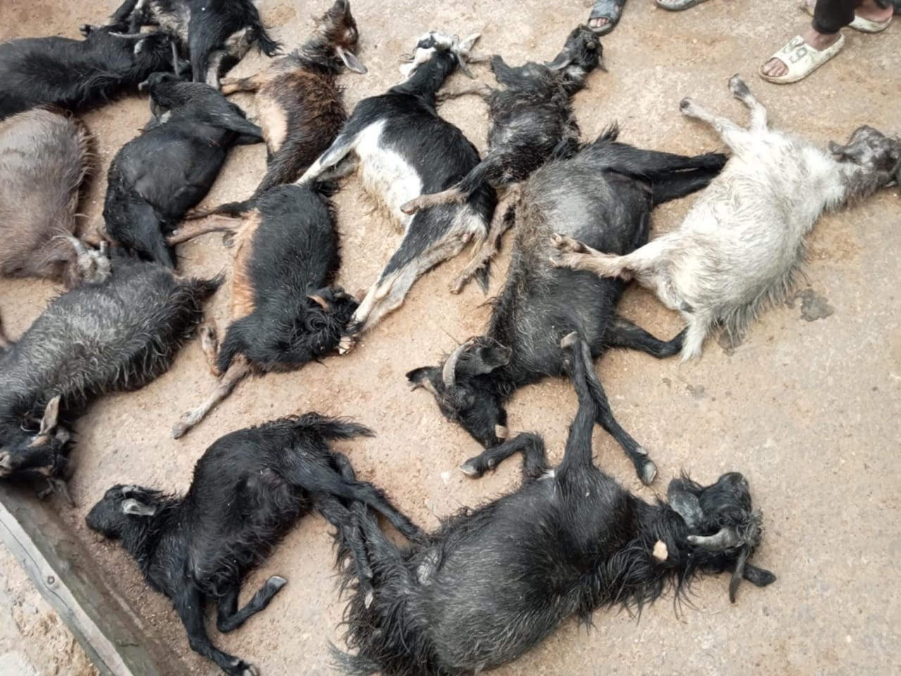 चट्याङ लागेर झ्यारी गाउँमा १४ बाख्रा मरे, घरहरुमा पनि क्षति