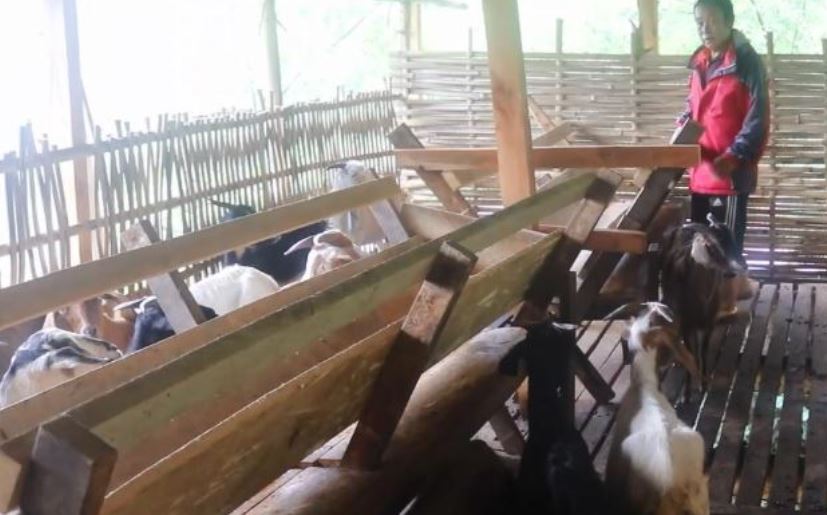 बेलायतको नागरिकता त्यागेर गाउँ फर्की लोभलाग्दो बाख्रापालनमा लागेका राई