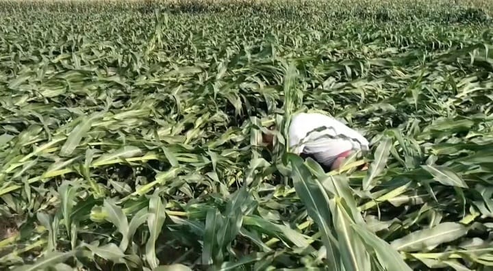 हावाहुरीको वितण्डा: रौतहटमा पकेट क्षेत्रकै मकै बाली सखाप, किसान मर्कामा