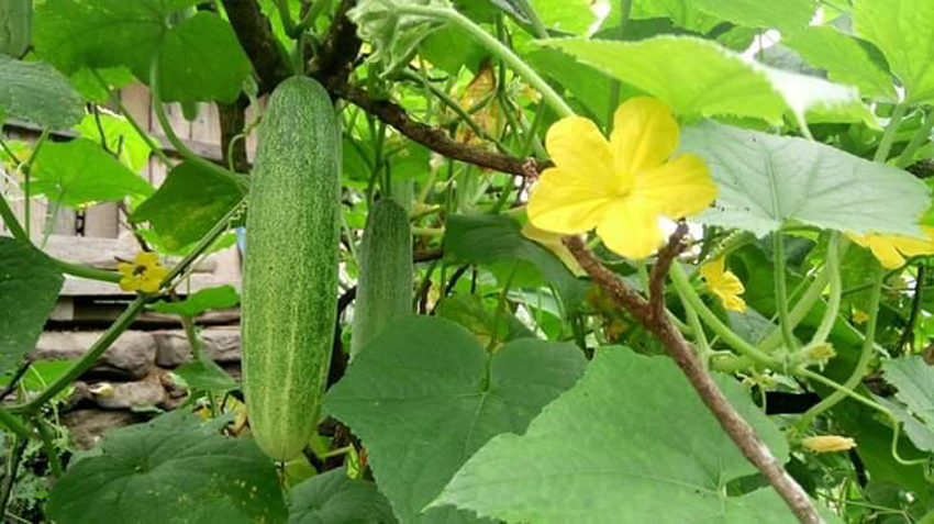 माध्यामिक तहको शिक्षकको जागिर छोडेर काँक्रोखेतीमा