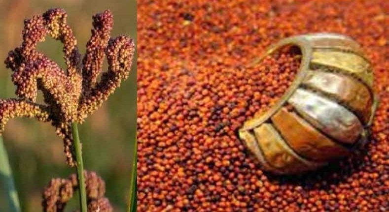 आज पहिलो राष्ट्रिय कोदो दिवस मनाइँदै,चामललाई विस्थापित गर्ने गरी उत्पादनमा लाग्न कृषिमन्त्रीको आग्रह