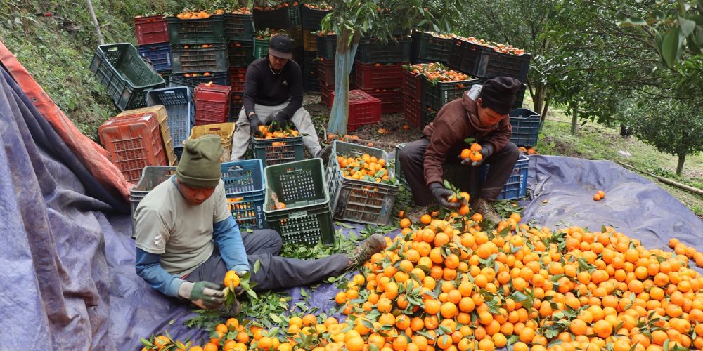 म्याग्दीको अन्नपूर्ण गाउँपालिकाका किसानले सुन्तला बिक्रीबाट गरे ४ करोड आम्दानी