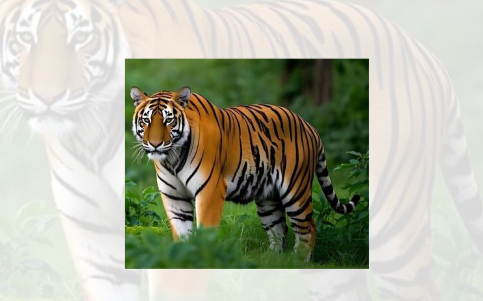 बाघको सङ्ख्या बढेर ४२९ पुग्यो; पर्सा र बाँकेमा उत्साहजनक वृद्धि, बर्दियामा घट्यो