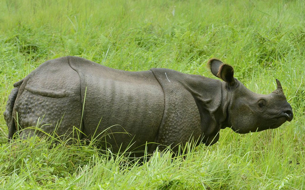 दश महिनामा २१ गैँडा मरे