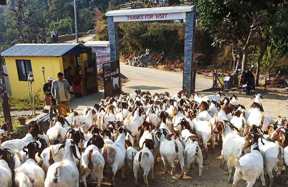 खरी र बोयर जातको बाख्राको माग उच्च