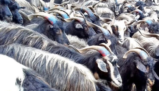 दशैंका लागि च्यांग्रा काठमाडौं आइपुगे,कति छ मूल्य ?