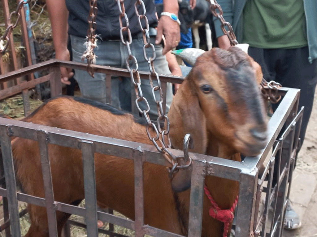 आजदेखि खाद्य संस्थानको खसीबोका र च्याङ्ग्राको बिक्री खुला, कति छ मूल्य ?