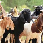 सल्यानमा एकै वर्षमा तीन करोड बढीको खसी बोका बिक्री,कृषि अनुदानले किसान उत्साहित