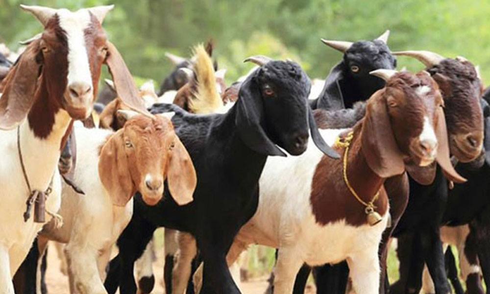 महानगरले काठमाडौंमा दसैंलक्षित खसीबोकाको स्वास्थ्य परीक्षण सुरु गर्ने, अस्वस्थकर किनबेच राेकिने