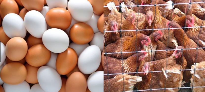 बर्डफ्लु बढेसँगै भारतबाट अण्डा, कुखुरा ल्याउन तत्काललाई रोक लगाउने निर्णय