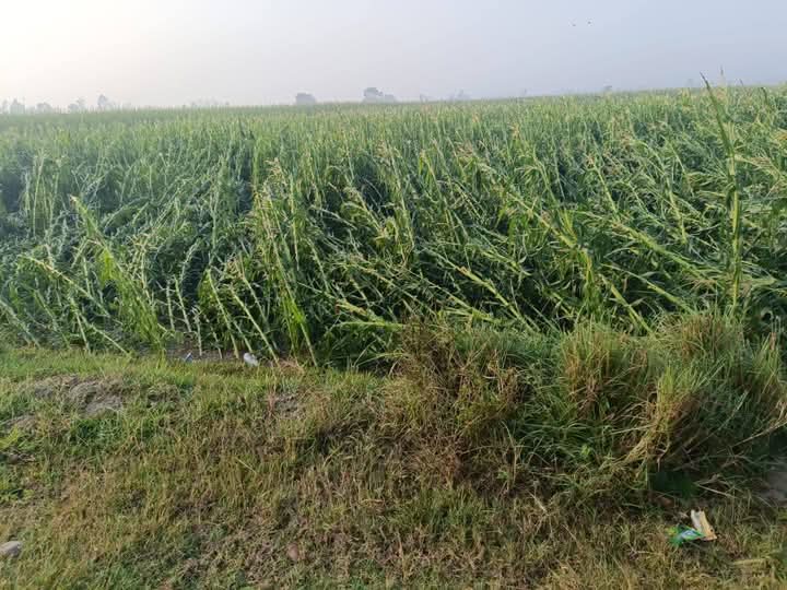 डोटीमा उत्पादित उन्नत मकैको बीउ झापामा बिक्री